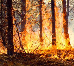 picture of burning forest