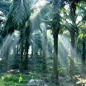 picture of forest